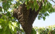 ¿Que hacer en caso de presencia de enjambres de abejas?