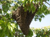 ¿Que hacer en caso de presencia de enjambres de abejas?
