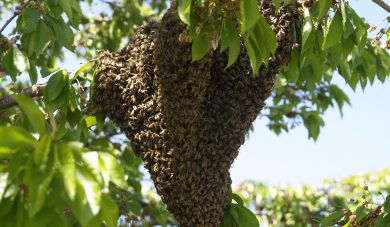 ¿Que hacer en caso de presencia de enjambres de abejas?