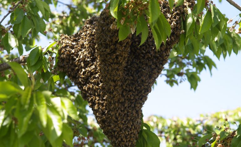 ¿Que hacer en caso de presencia de enjambres de abejas?